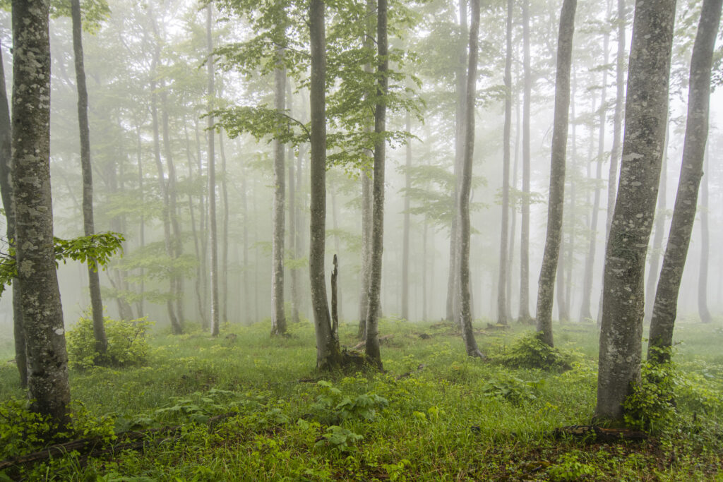 Beech forest in mist. Dauphiné Alps, France.