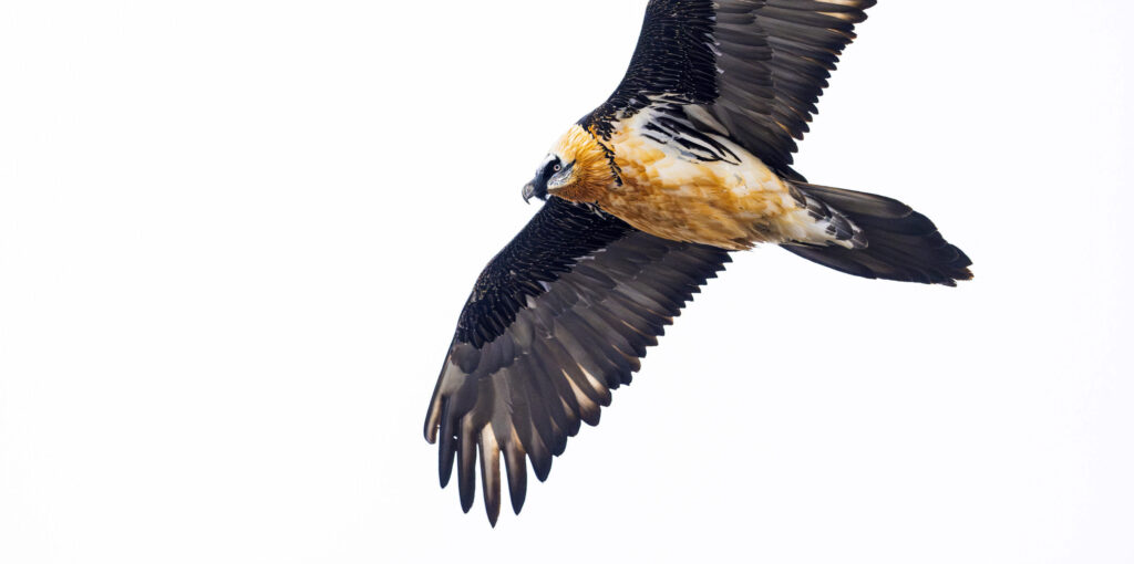 Bearded vulture soaring in the Dauphiné Alps, France.