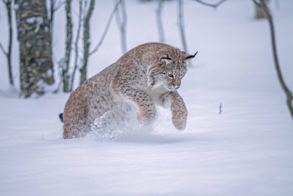 Lynx en pleine chasse dans la neige.