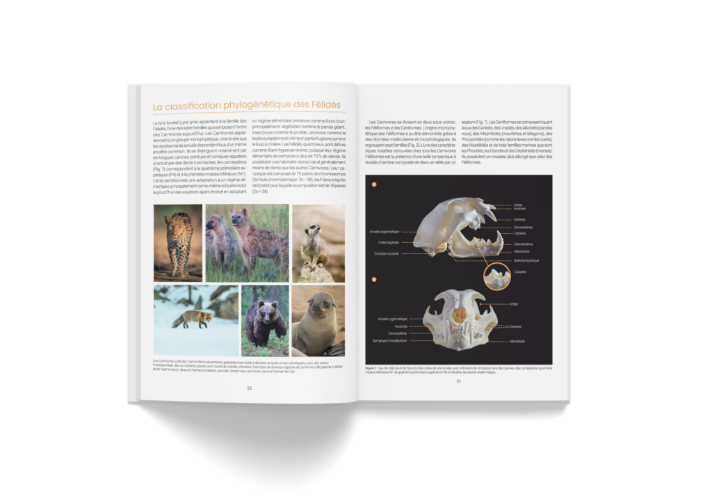 Phylogénie du lynx, extrait du livre Le Lynx boréal de Marine Drouilly