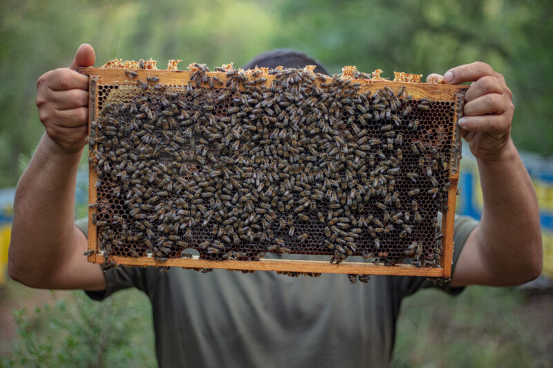Honey producer in Rhodope Mountains, part of the business network created in 2024
