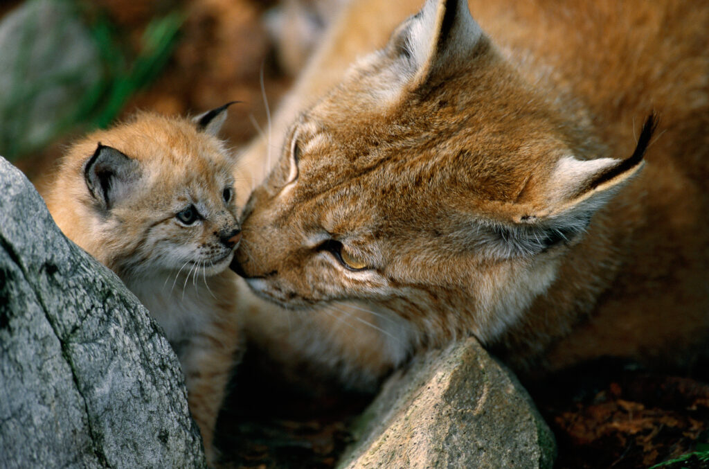 Une femelle lynx avec son bébé, photographiés en Norvège