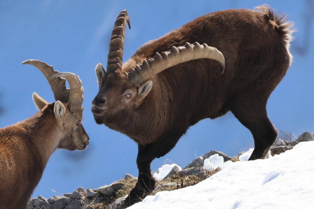 Coups de cornes entre bouquetins