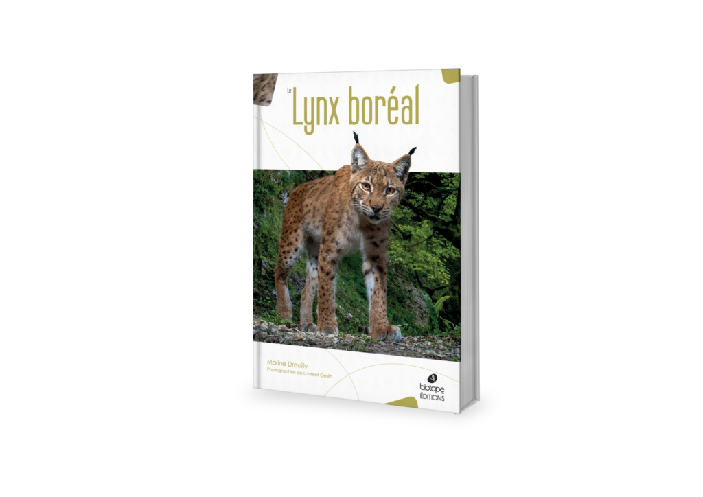 Lynx en couverture du livre de Marine Drouilly Le Lynx boréal