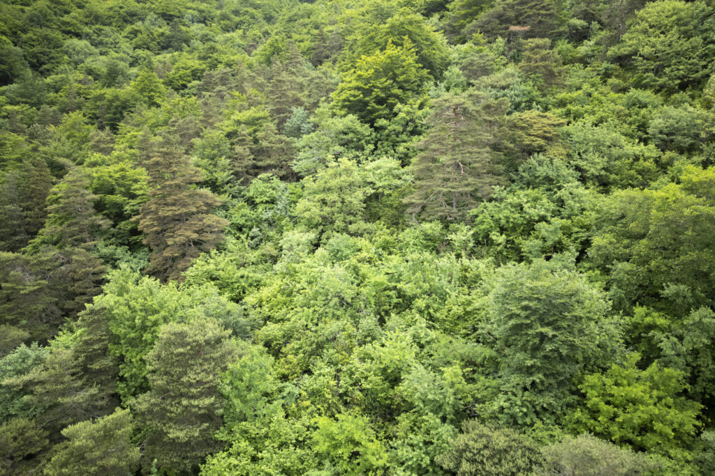 Extensive native woodland at Col de Rousset in the Dauphiné Alps rewilding landscape, France.
