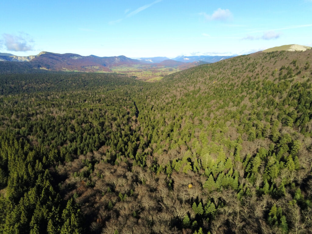 Vercors et montagnes en fond d'une forêt en fin d'automne