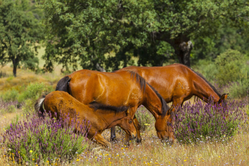 HORSE - CABALLO (Equus ferus caballus), Campanarios de Azaba Biological Reserve, Salamanca, Castilla y Leon, Spain, Europe