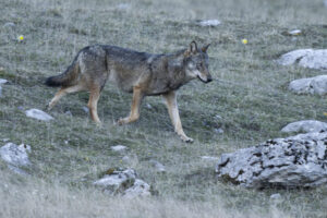Wolf running across hillside in the Dauphiné Alps, France.