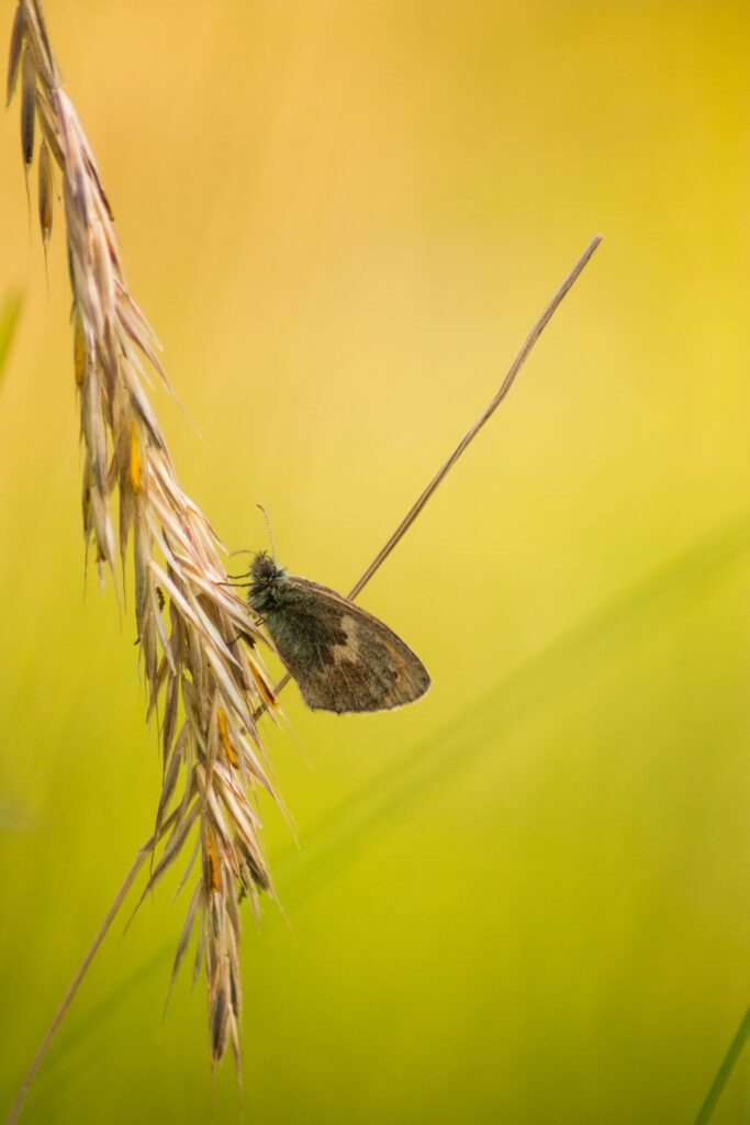 Papillon sur blé