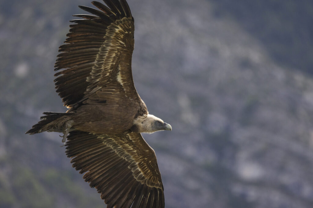 Eurasian griffon vulture (Gyps fulvus) flying over the village and roads of Rémuzat (Drôme, France), an important site for vultures.