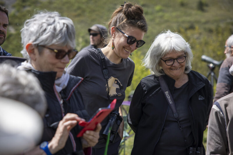 Image taken during a bearded vulture release by French NGO "Vautours en Baronnies" and part of the LIFE Gyp'Act program. The release happened in the village of Villeperdrix on the edge of the Baronnies Regional Natural Park in the Dauphiné Alps, Drôme, France.