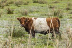 A belted galloway cow walking through a wetland. Denmark.