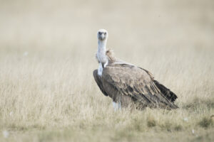Griffon vulture standing amongst grassland. Dauphiné Alps, France.