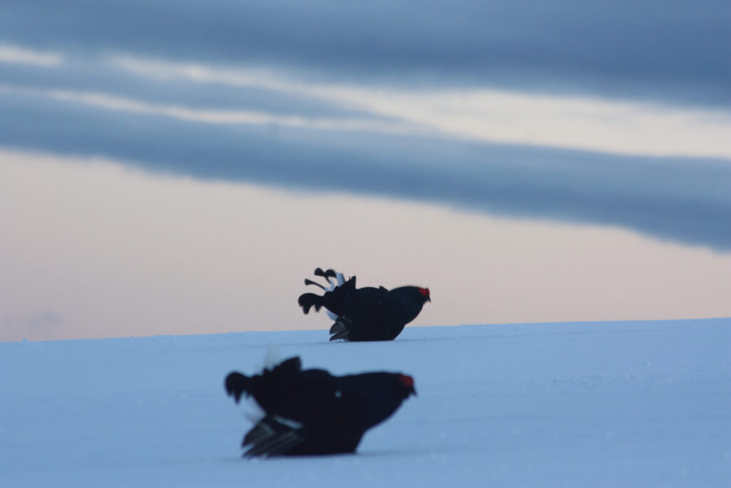 Tétras lyre fin d'hiver