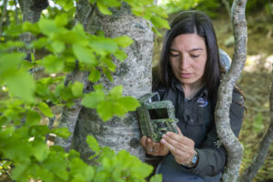 Rewilding Apennines Communications Officer, Angela Tavone, checking a camera trap in wildlife corridor among Abruzzo, Lazio and Molise National Park and Majella National Park. Central Apennines, Italy. 2020