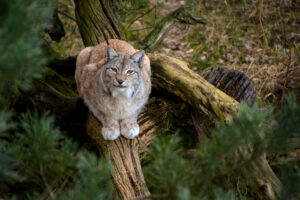 EWCF release of two juvenile Eurasian lynx in Western Pomerania, by the Western Pomeranian Nature Society (ZTP), Partner of Rewilding Oder Delta, enhancing the genetic diversity of the area’s existing lynx population.